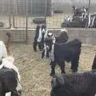 تيوس عارضية وهولندية