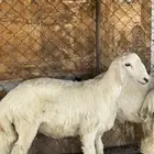 طليان للبيع
