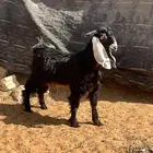 تيس عارضي