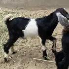 تيوس
