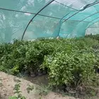 شتلات اشجار ظل وزينة عطرية