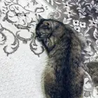قطه لي تبني