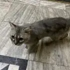 تبني