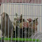 طير روز   أليف   العمر 6 شهور