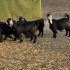 معزاء دفيع ومضاريع