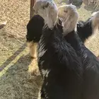 طليان نجد كفووو 3