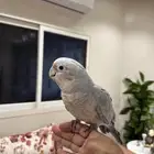 فرخ كوكاتو هجين