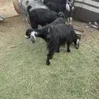 للبيع معزا