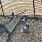 للبيع حمام
