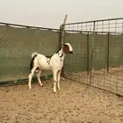 تيس فحل ابوه بيشي وامه هندية ( تم البيع )