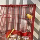 طيور كناري تغريد