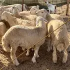 طليان حرية للبيع