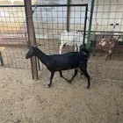 للبيع عنز جنوبيه كفو