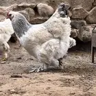 دجاج براهما يحجب