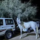 حصان للبيع سليم شرط عمره 5سنوات طوله حول 8على السرم