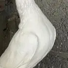 حمام زاجل