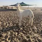 فحل حري