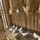حمام لاحم فرنسي