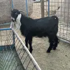 تيس عارضي عمره فوق سته شهور. مقفل شحم ويصلح فحل