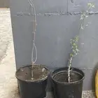 شتلةبشام (بيلسان)او بيشم
