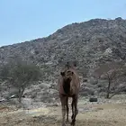 قعود احمر مشروع فحل من اباعر الراجحي