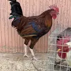 دجاج بلدي
