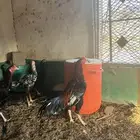 دجاج سندي تب ماشاء الله تبارك الله