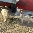 ماعز قزم بيور