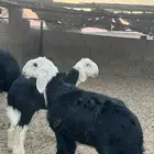 للبيع بهم نجد ربط فاخر