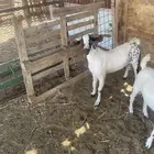 تيس بيشي فل شحم العمر7اشهر من حلالي