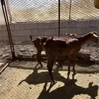 عنزين أحواله اقل من الوسط جذعات