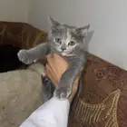 قطط للتبني كيتنز