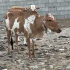 بقر للبيع