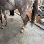 حصان صرعة عربي اصيل ابن مستند الخالدية