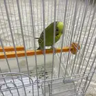ببغاء