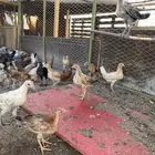 فروخ دجاج بلدي
