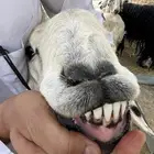 فحول نجد واسنانها موضح في الصوره العدد 3