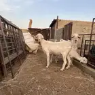 ماعز شامي ا بيض للبيع