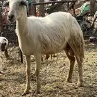 رخله حريه قروب شرط
