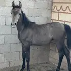 مهر