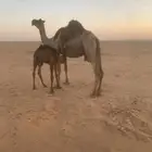 شمال الداهنة