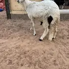 خروف ساكني مرابي