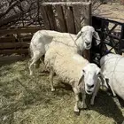 يوجد لدي الضأن حيل العدد اثنتين من له رغبه يتواصل معي