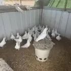 حمام فرنسي جامبو