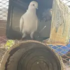 حمام مشكل