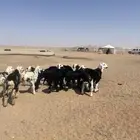 طليان نجد (( تم البيع ))