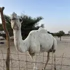 خلفه عفراء