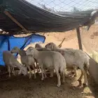 شياه مضاريع تم البيع