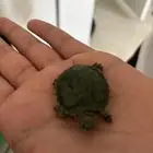 سلحفاة برمائية اليفة