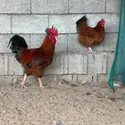 دجاج فرنسي